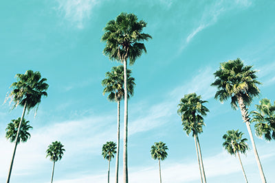 18830 GG East Coast Palms, by Natalie Carpentieri, available in multiple sizes