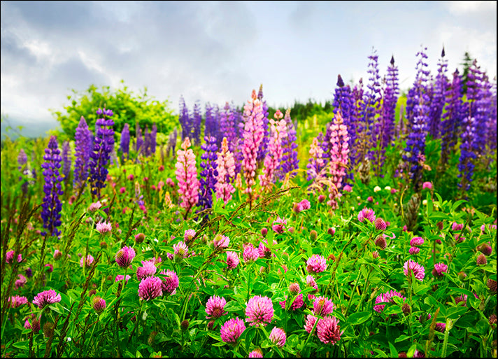 12325829 Purple and Pink wild Flowers, available in multiple sizes - Chamton