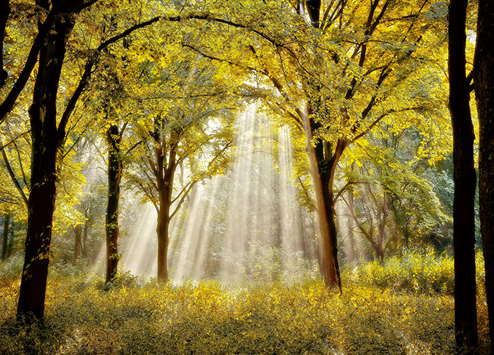 14452gg Dressed To Shine, by Lars Van de Goor, available in multiple sizes