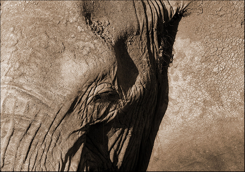 14693883 Elephant , available in multiple sizes