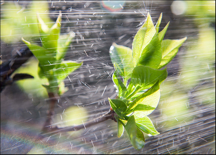 152956601 floral Spring rain on leaves and drops of a rain flower, available in multiple sizes