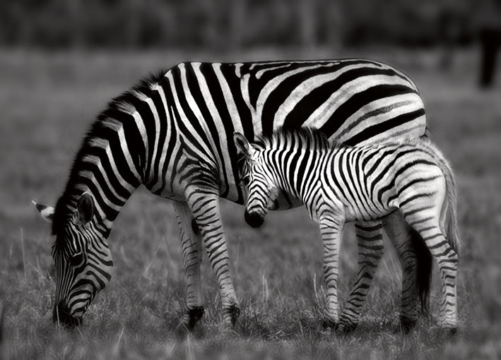 15570gg Botswana Afternoon, by Danita Delimont, available in multiple sizes