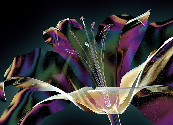 165500555 X-Ray Lilly II, available in multiple sizes