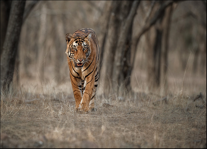 190183387 Tiger in the nature habitat, available in multiple sizes