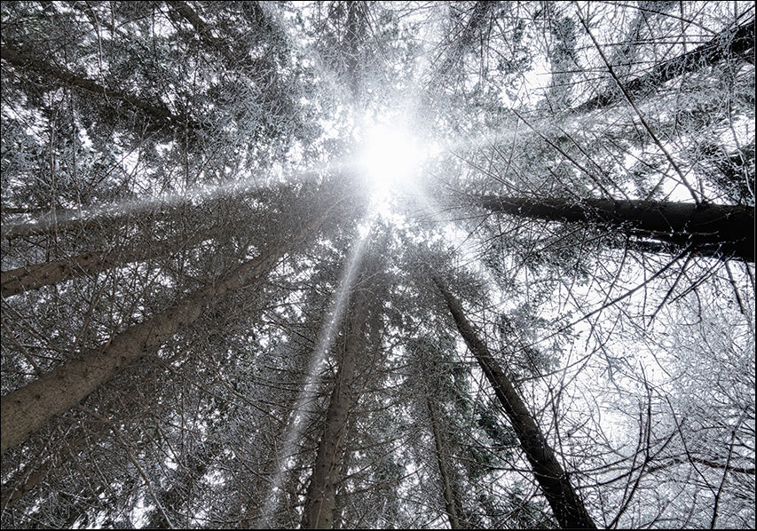 22696051 Tree up to the sky, available in multiple sizes