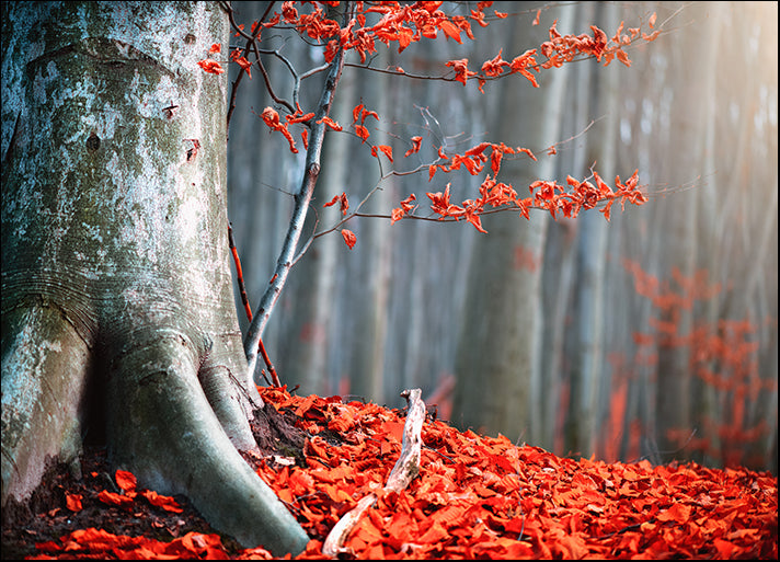 234130345 Autumn Leaves, available in multiple sizes