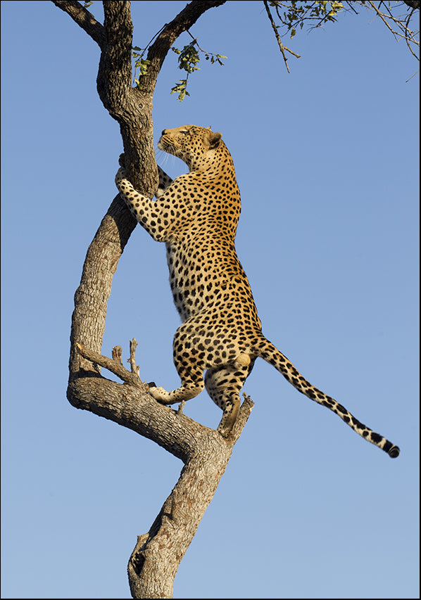 24483928 Cheetah Climb, available in multiple sizes