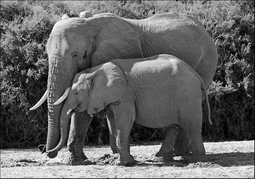 25619768 Elephant Affection, available in multiple sizes
