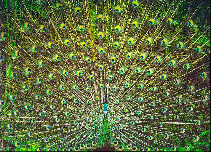 293036572 Peacock, available in multiple sizes - Chamton