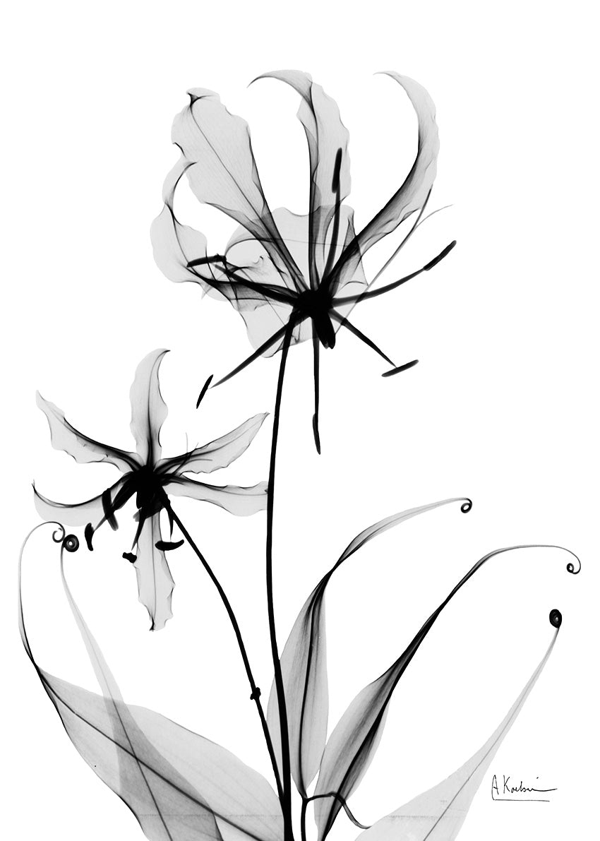 39613 MA Gloriosa Lily, available in multiple sizes