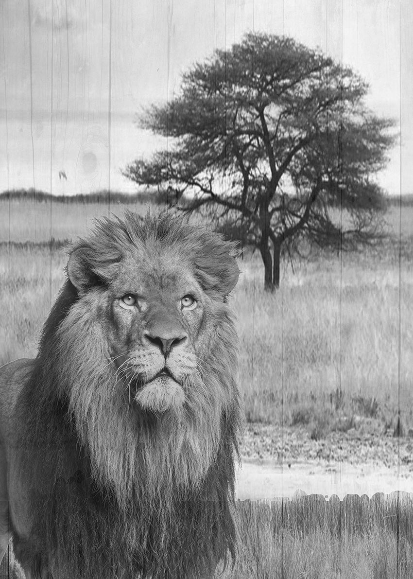 40228 MA Jungle King, available in multiple sizes