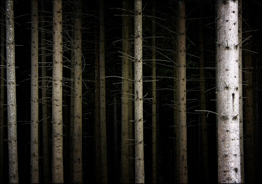 471933 Row of Trees, available in multiple sizes