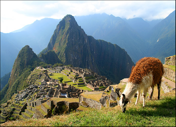 5220755 Lama grazing in front of Machu Picchu, available in multiple sizes