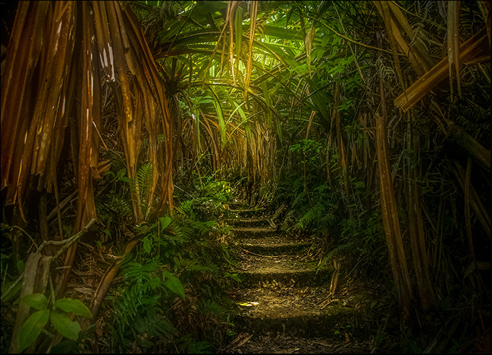 63976225 Path through the jungle in northern Sumatra, available in multiple sizes