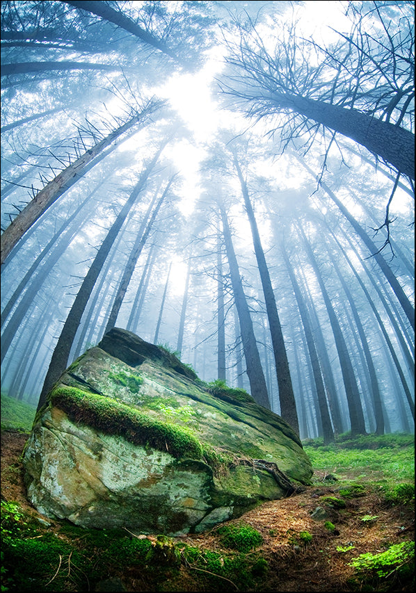 7352245 Forest View, available in multiple sizes