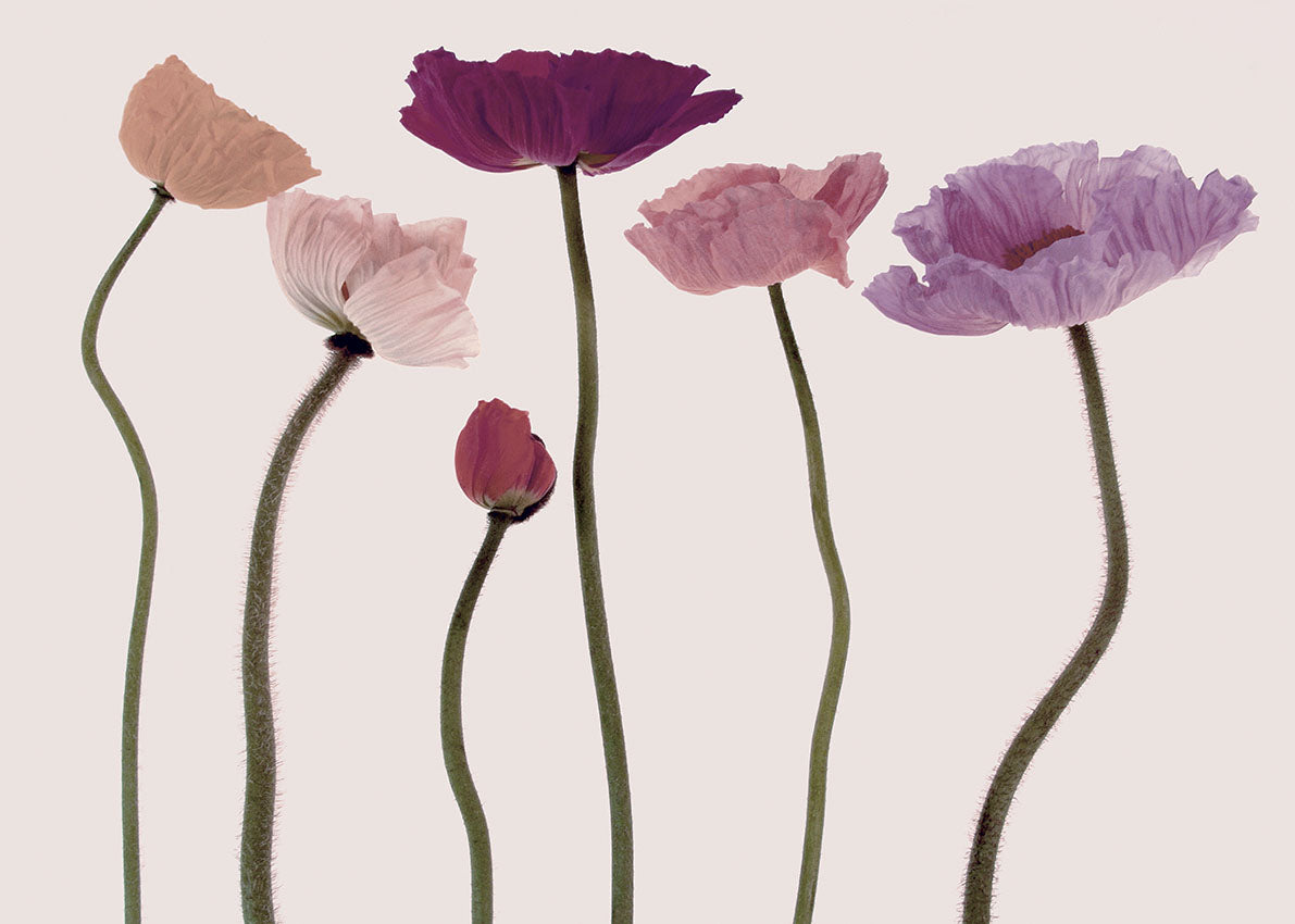 74013 MA Shade of Poppies, available in multiple sizes