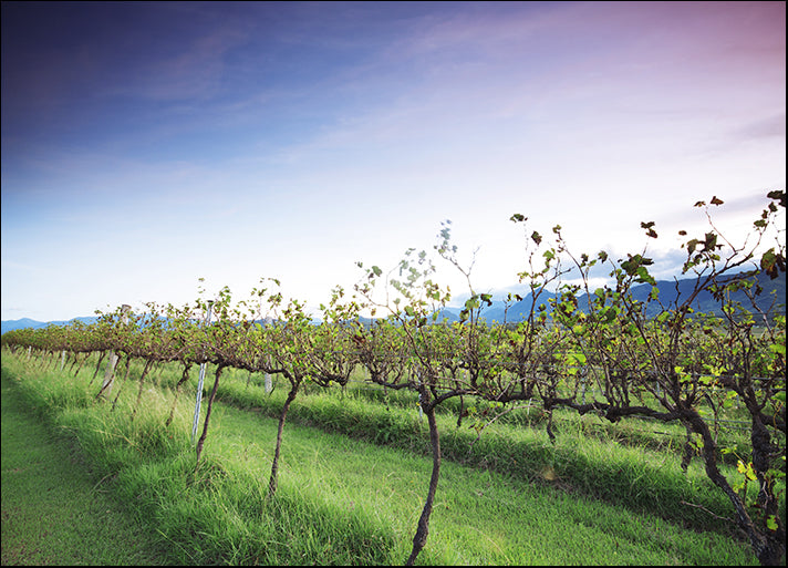 87273500 Lavender farm and vineyard in Kooroomba, Queensland in the afternoon, available in multiple sizes