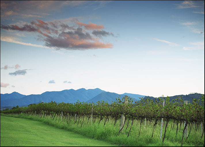 87276461 Lavender farm and vineyard in Kooroomba, Queensland in the afternoon, available in multiple sizes