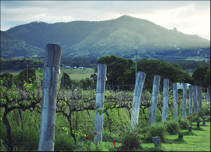 87327431 Vineyard in Kooroomba, Queensland in the afternoon, available in multiple sizes