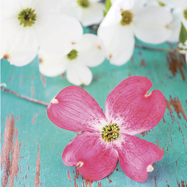 A574 Bright Beauties II, available in multiple sizes