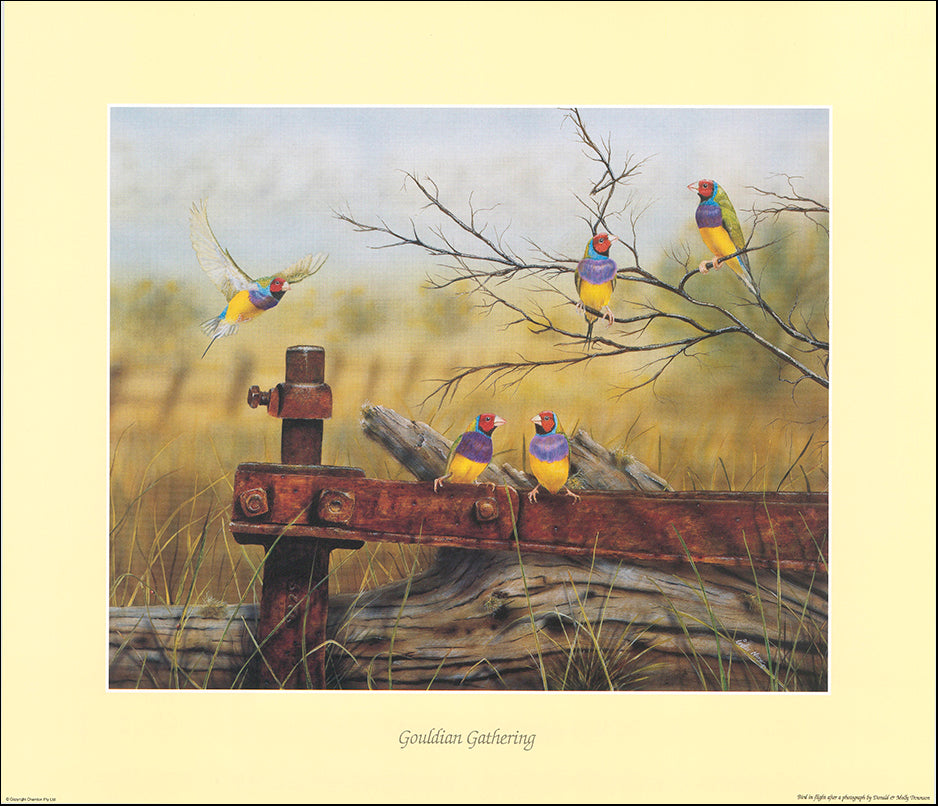AAC IN007 Gouldian Gathering by Inder Naru multiple sizes on paper
