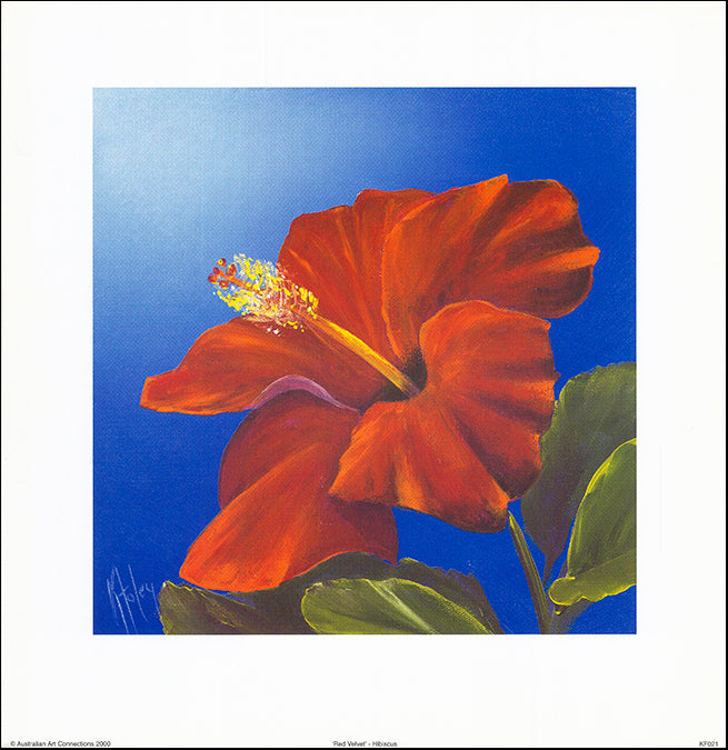 AAC KF021 Red Velvet Hibiscus by Karen Foley 35x35cm on paper