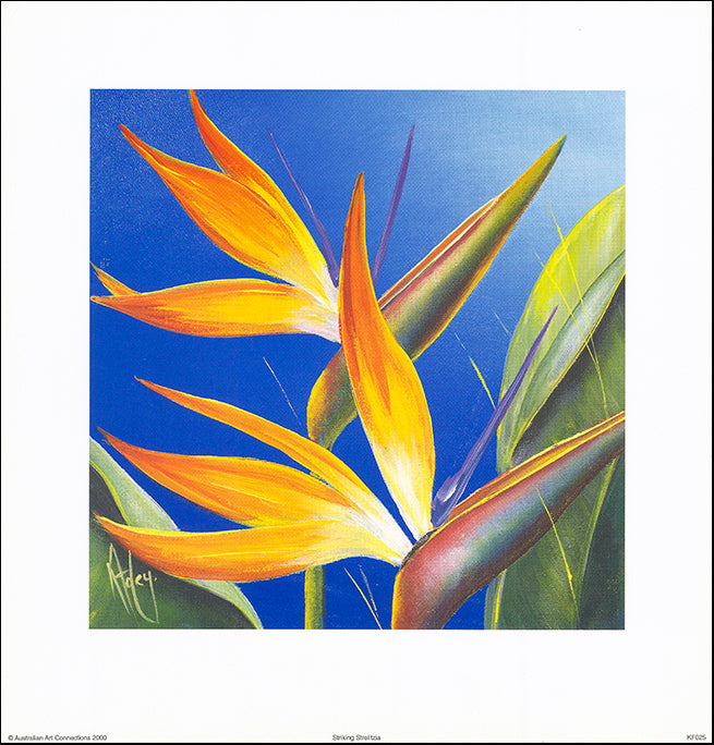 AAC KF025 Striking Strelitzia by Karen Foley 35x35cm on paper