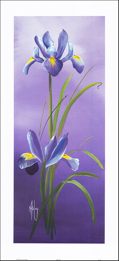 AAC KF037 Wild Irises 1 by Karen Foley 42x91cm on paper