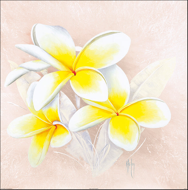 AAC KF078 Light of Day Frangipani by Karen Foley multiple sizes on paper