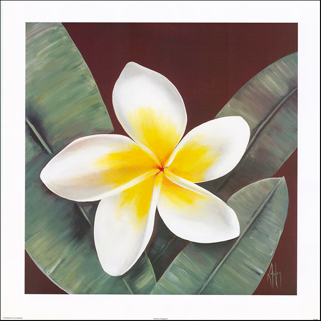 AAC KF099 Harmony Frangipanni by Karen Foley multiple sizes on paper