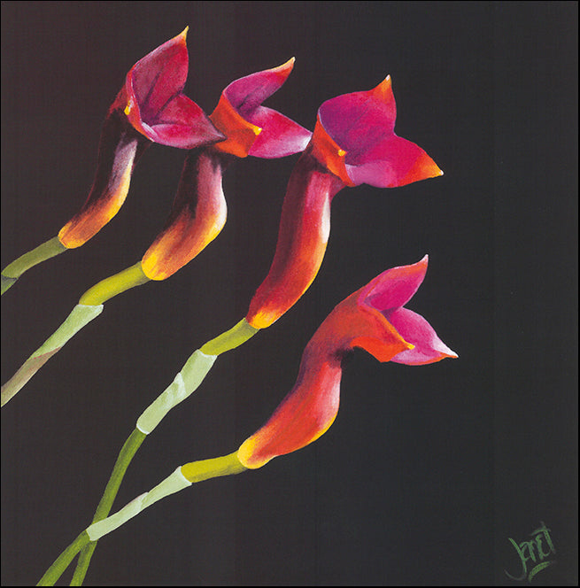AAC WJ018 Orchidee de Chocolat 1 by Janet Wilson multiple sizes on paper
