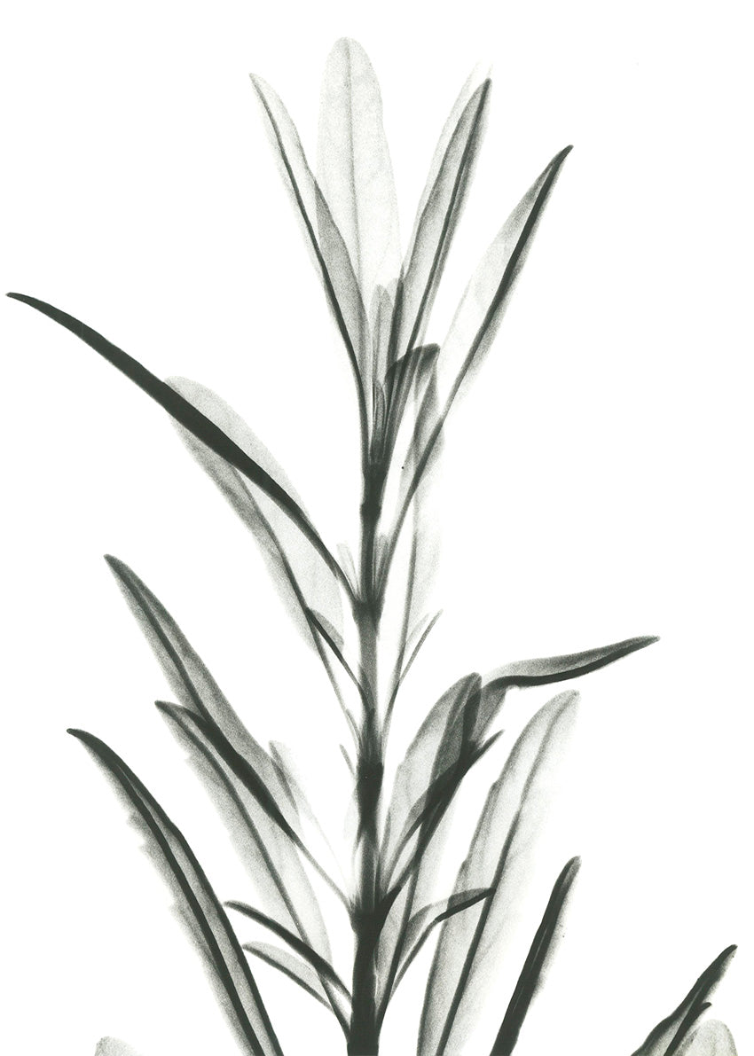 AK-RC-223 Hyssop, available in multiple sizes