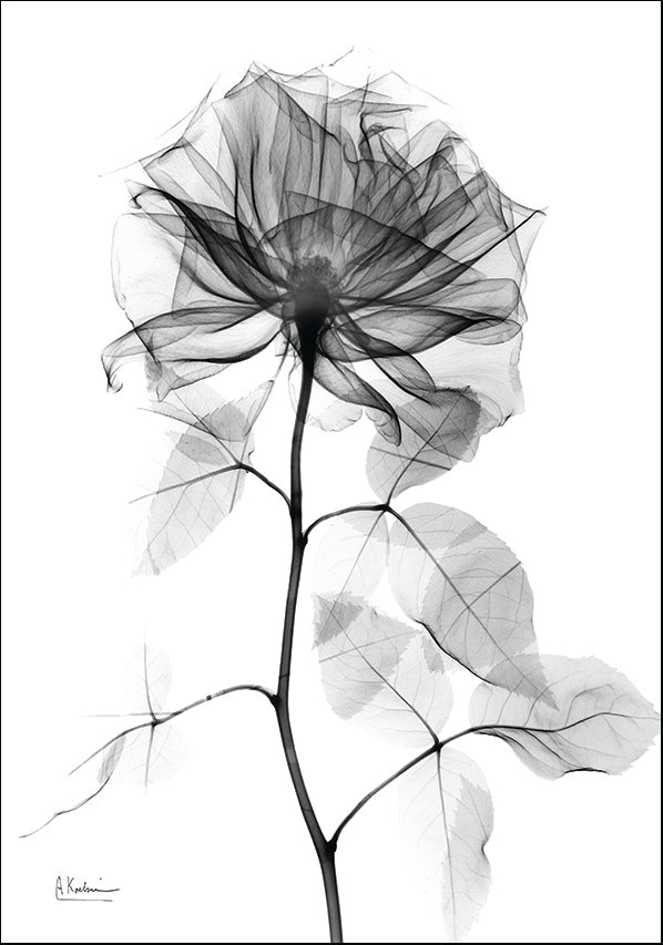 AK-RC-487 X-Ray Rose32, available in multiple sizes