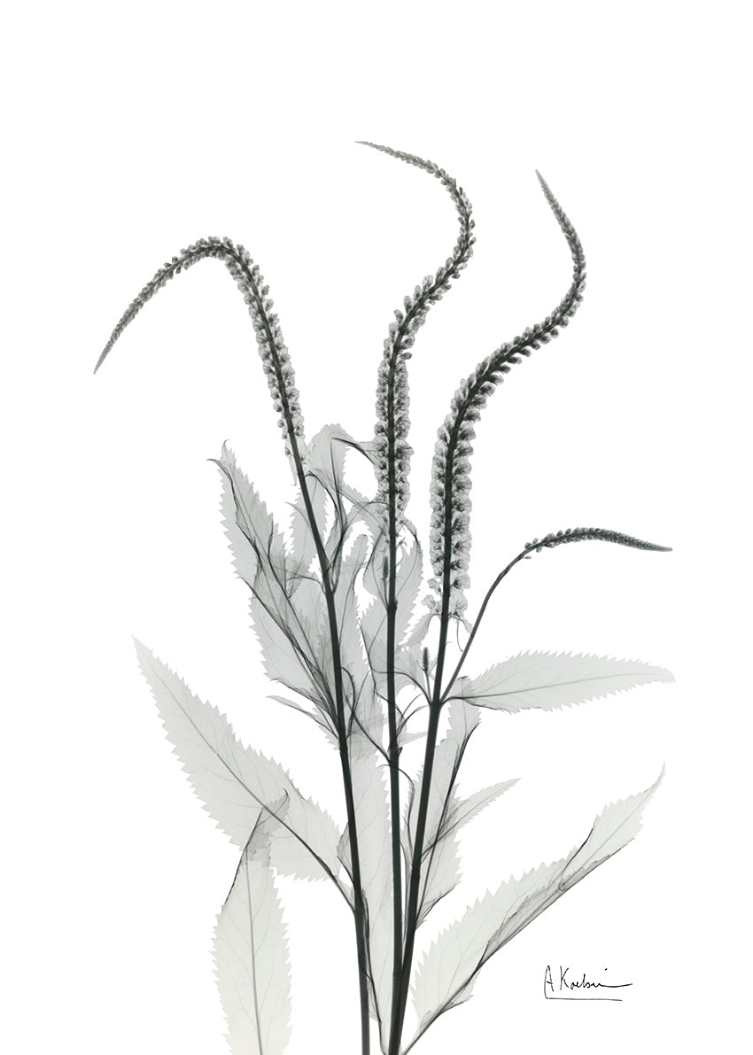 AK-RC-537 Oat Grass I, available in multiple sizes
