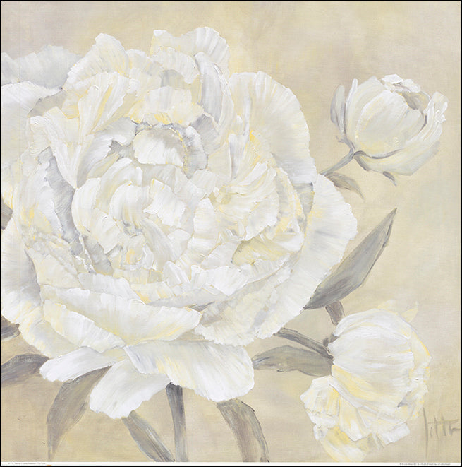 AL AP174 Paeonia 2 by Jettie Roseboom 70x70cm on paper