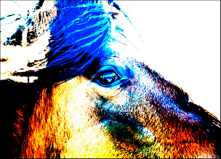 AMASMI120884 Mustang Sally, by Amanda Lee Smith, available in multiple sizes