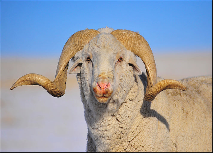 AMASMI126032 Large Ram, by Amanda Lee Smith, available in multiple sizes