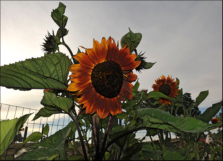 AMASMI126116 Sunflowers and Storm, by Amanda Lee Smith, available in multiple sizes