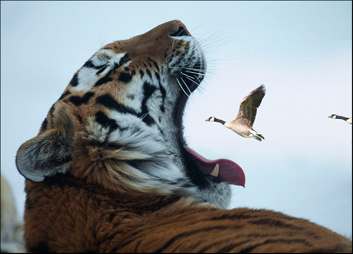ANDVIL127320 Fast Food, by Andre Villeneuve, available in multiple sizes