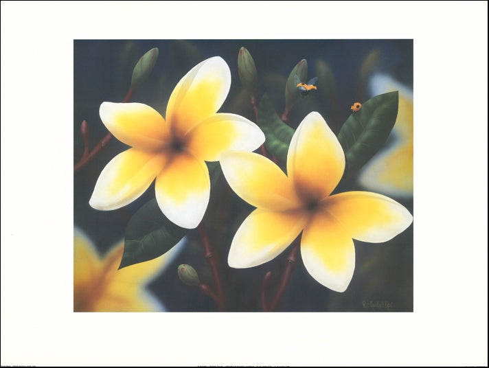 AW PRK104 Peter Randall Kent 80x60cm on paper, Frangipani - Chamton