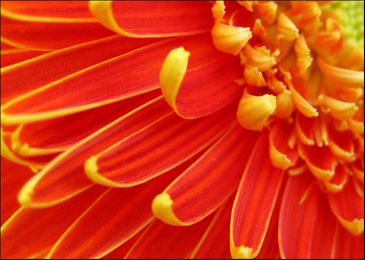 BA007-A Orange Daisy, available in multiple sizes