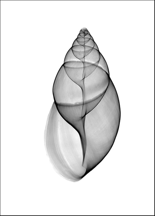 BERMYE52141 Achatina Jpn Land Snail X-Ray, by Bert Myers, available in multiple sizes - Chamton