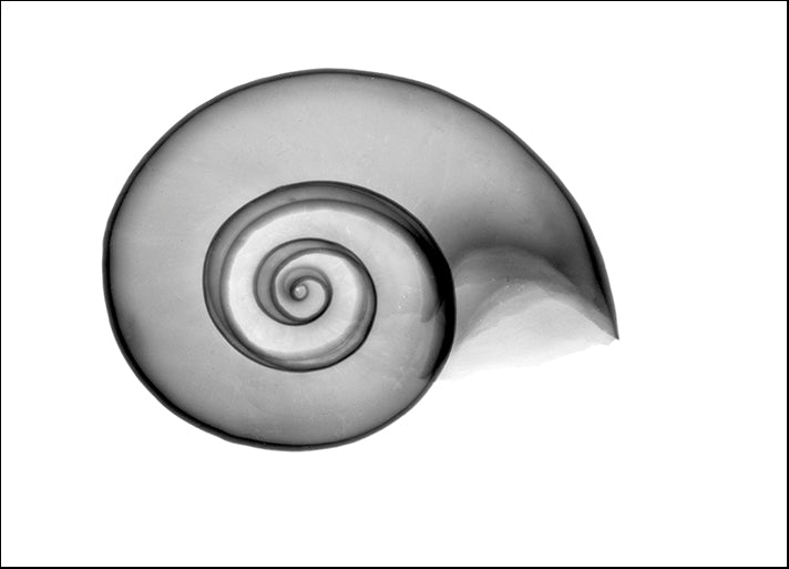BERMYE52161 False Ramshorn X-Ray, by Bert Myers, available in multiple sizes - Chamton