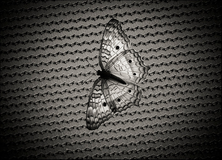 CHRMOY114517 Butterfly Contrast, by Chris Moyer, available in multiple sizes - Chamton