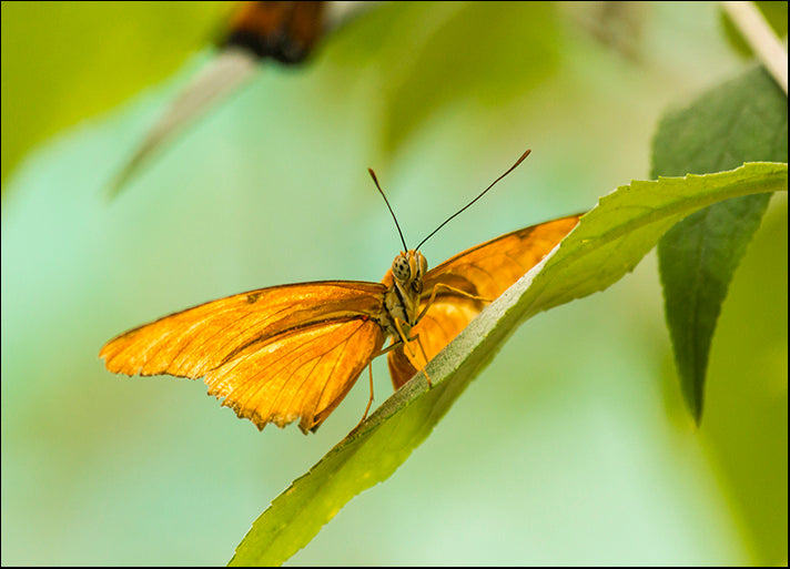 CHRMOY114604 The Lookout, by Chris Moyer, available in multiple sizes