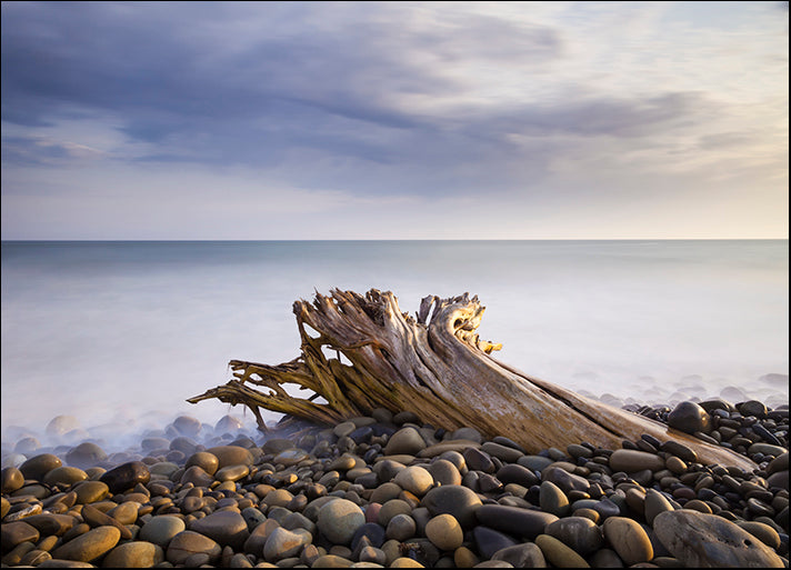 CHRMOY121107 Stumped, by Chris Moyer, available in multiple sizes