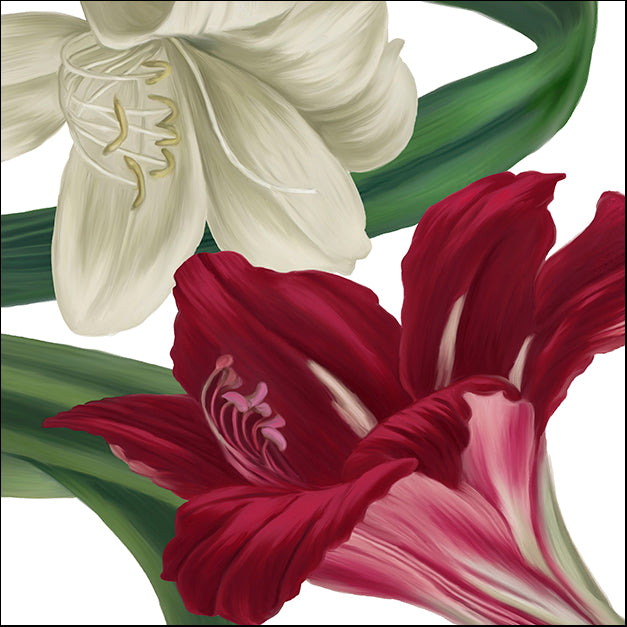 COLBAK110153 Christmas Amaryllis II, by Color Bakery, available in multiple sizes