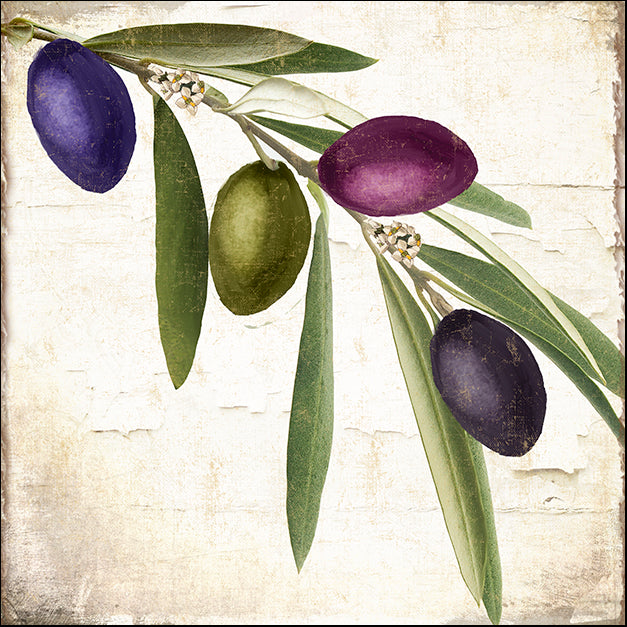 COLBAK145110 Olive Branch IV, by Color Bakery, available in multiple sizes