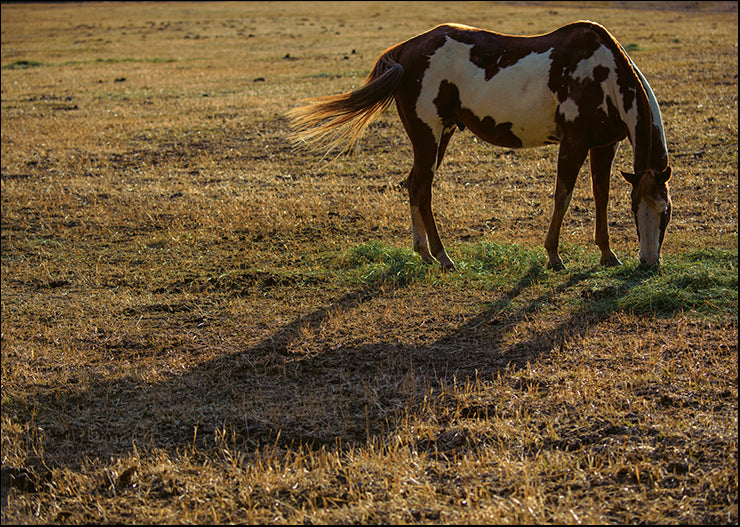 CRO-1424 Long Shadow by Nancy Crowell, available in multiple sizes