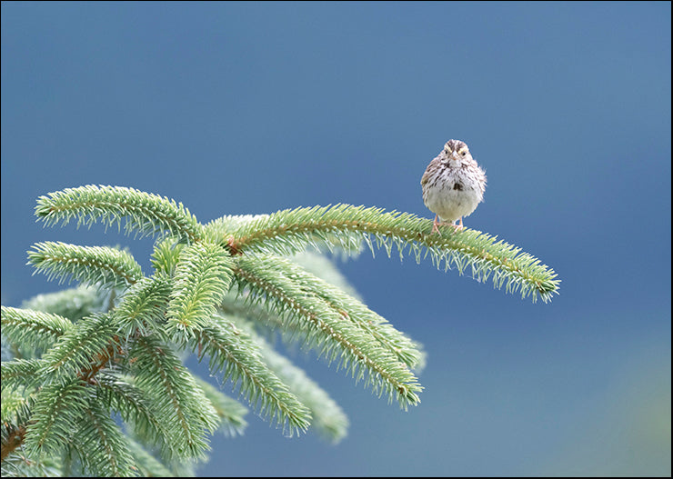 CRO-1732 Evergreen Perch by Nancy Crowell, available in multiple sizes